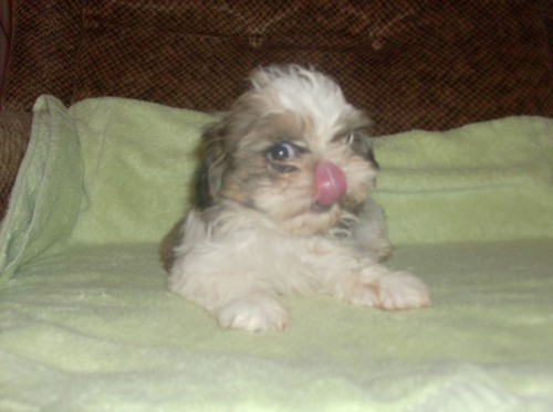 Shih tzu